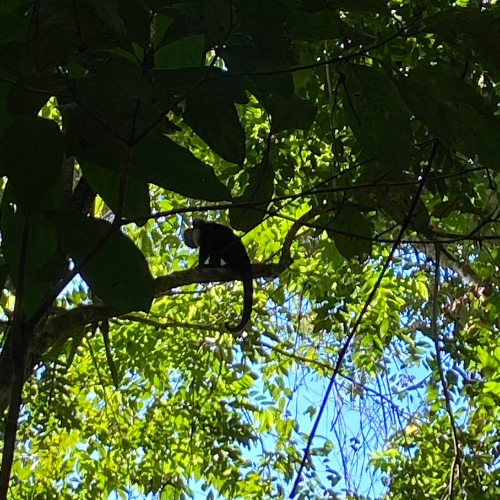 Monkey in parc Manuel Antonio in the tree