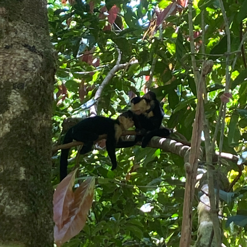 monkey manuel antonio
