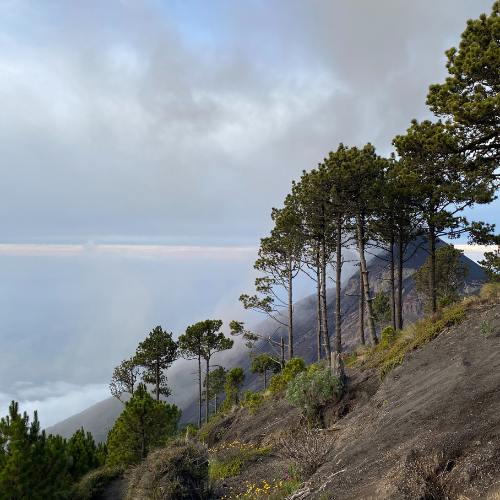 11:00 AM : Start hike through the cloud forest