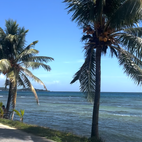 Best South Roatan Snorkeling Spots Accessible from the Beach Flowers Bay