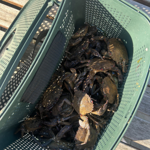 You can also spot shrimp and small crabs (étrilles) between Port-au-Roc Beach and Castouillet Beach.