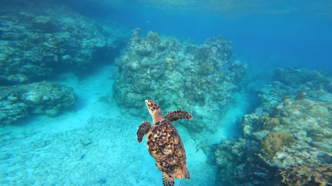 banner-snorkeling-tour-roatan