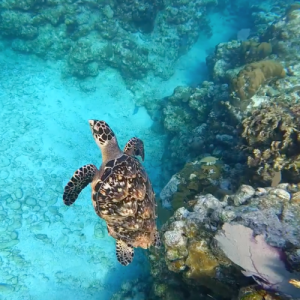 Best South Roatan Snorkeling Spots Accessible from the Beach - Turtle